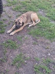 Found/Stray Female Dog last seen Elm city, Elm City, NC 27822