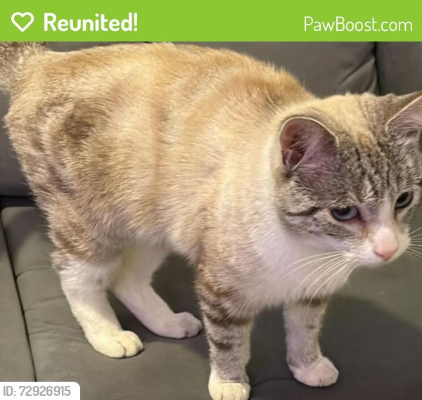 Reunited Male Cat last seen Pennington Way , Hucknall, England NG15