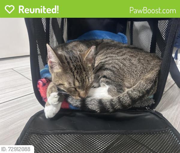 Reunited Male Cat last seen Between Stony Bar Rd & Delmar Hill Rd, Slate Hill, NY 10973