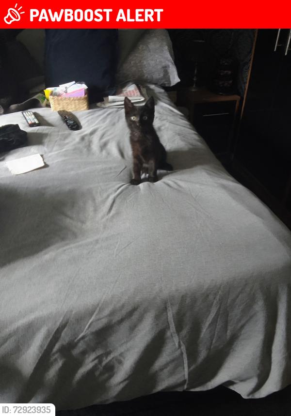 Lost Male Cat last seen Arnold road Nottingham , Nottingham, England 