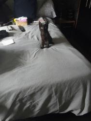 Lost Male Cat last seen Arnold road Nottingham , Nottingham, England 