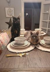 Reunited Female Cat last seen Laclede Station Rd. And Sburne Dr. , Affton, MO 63123