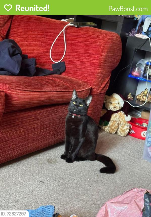 Reunited Female Cat last seen Coningswath road Carlton at  , Carlton, England 