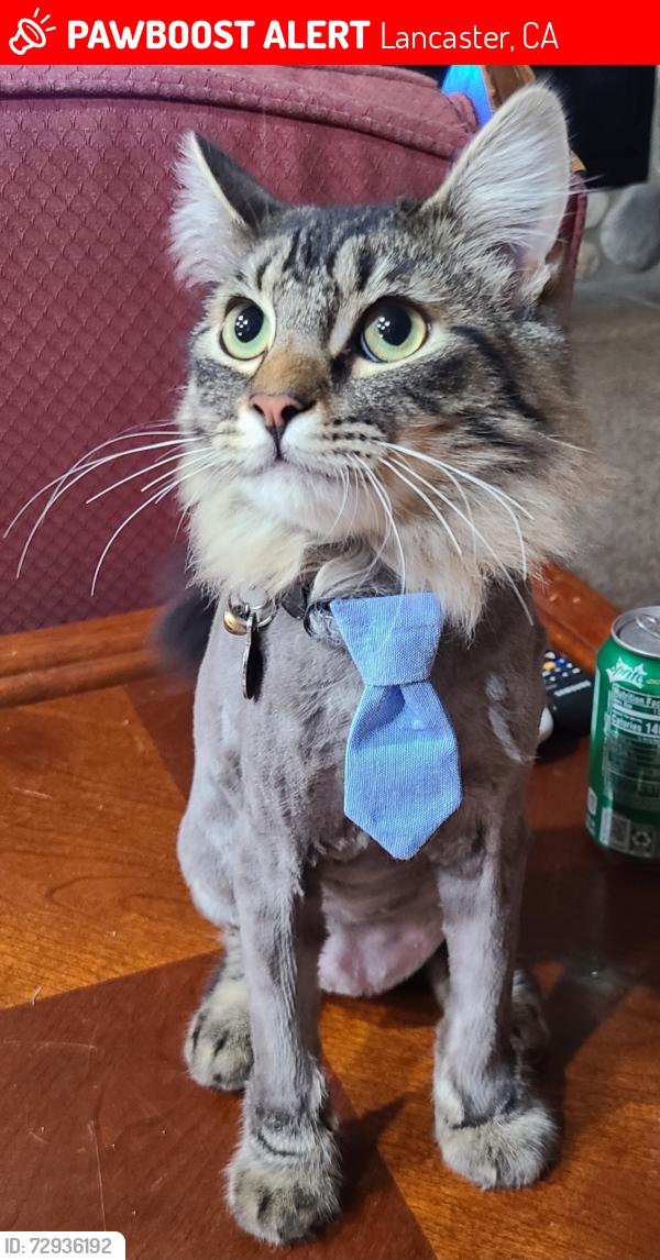 Lost Male Cat last seen J12 & 60th west, Lancaster, CA 93536