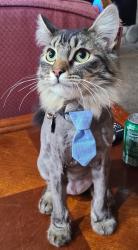 Lost Male Cat last seen J12 & 60th west, Lancaster, CA 93536