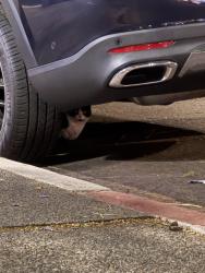 Found/Stray Unknown Cat last seen 11th Ave, between F & G, San Diego, CA 92101