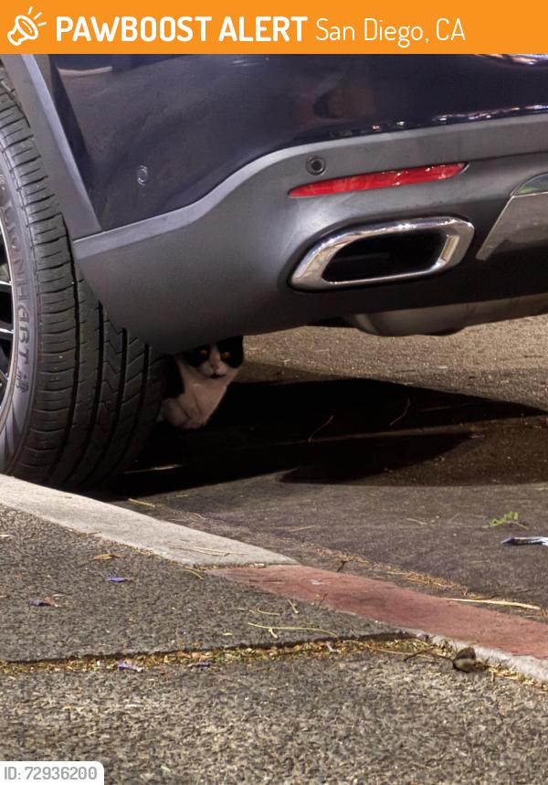 Found/Stray Unknown Cat last seen 11th Ave, between F & G, San Diego, CA 92101