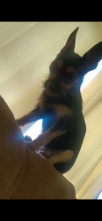 Lost Female Dog last seen Near Parramatta Ln , Houston, TX 77073