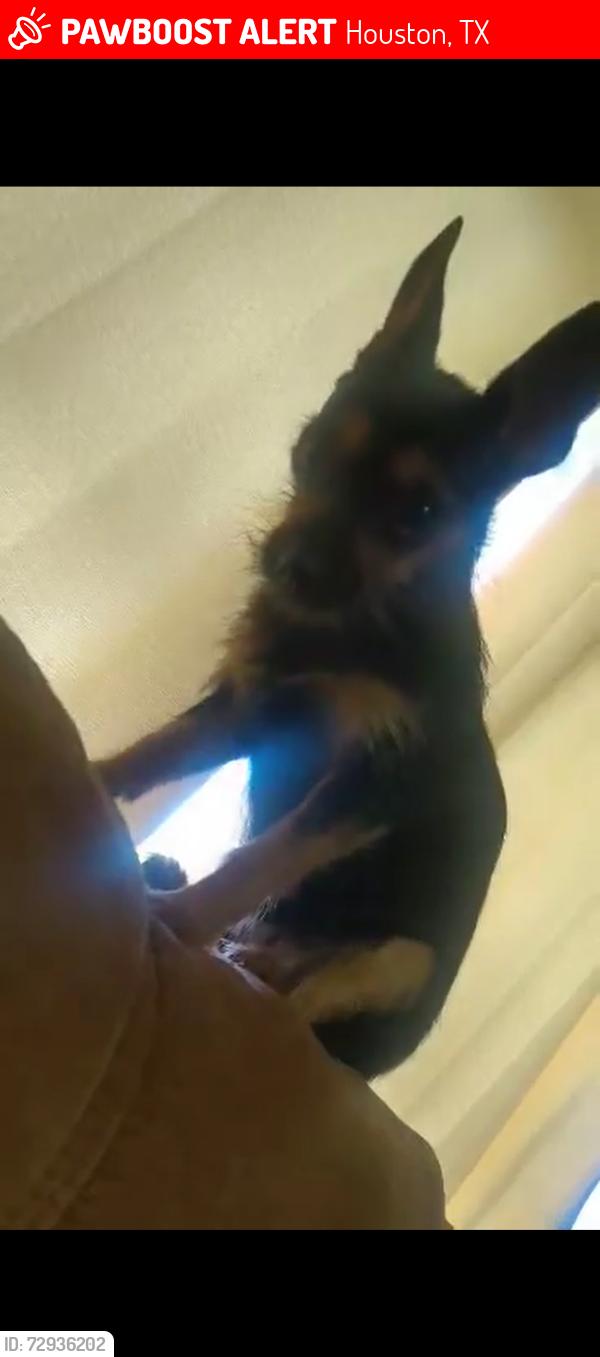 Lost Female Dog last seen Near Parramatta Ln , Houston, TX 77073