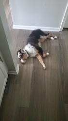 Reunited Male Dog last seen Creve cour lake, Maryland Heights, MO 63074