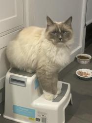 Reunited Male Cat last seen Near Murray Road, Preston , Preston, VIC 3072