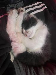 Lost Male Cat last seen Agnew rd in Snta clara, Santa Clara, CA 95054