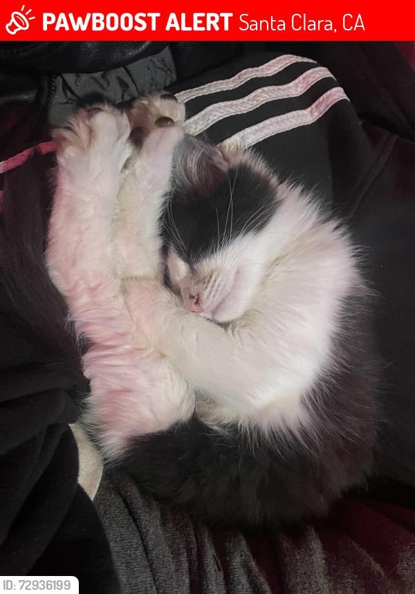 Lost Male Cat last seen Agnew rd in Snta clara, Santa Clara, CA 95054