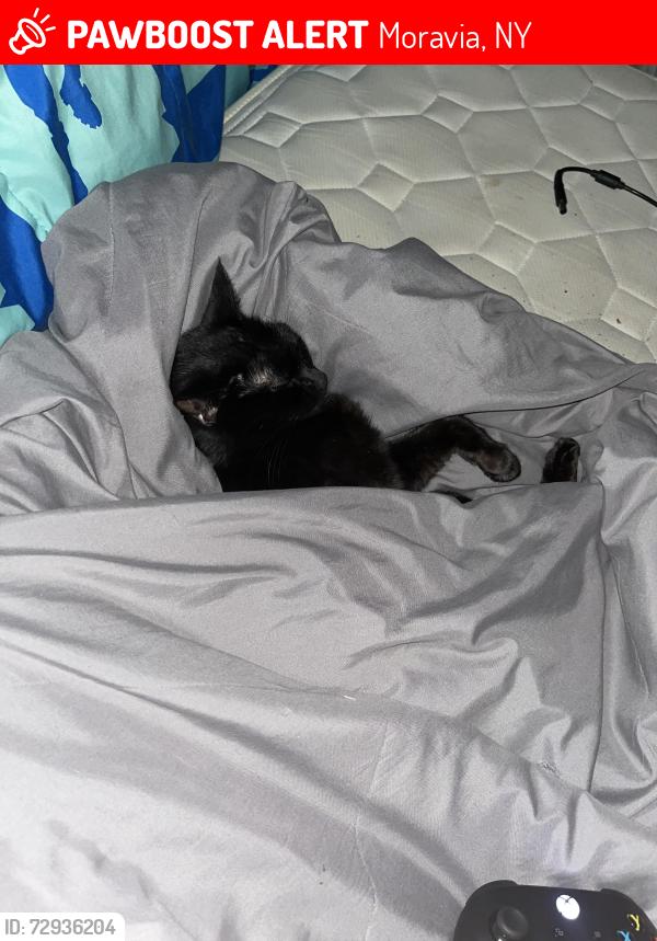 Lost Female Cat last seen Near Britt dr Moravia Ny, Moravia, NY 13118