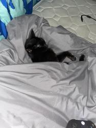 Lost Female Cat last seen Near Britt dr Moravia Ny, Moravia, NY 13118