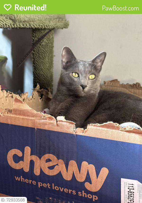 Reunited Male Cat last seen 55th and Pulaski , Chicago, IL 60632