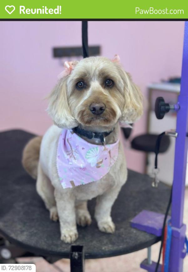Reunited Female Dog last seen Clear Creef Dr and US36, Danville, IN 46122
