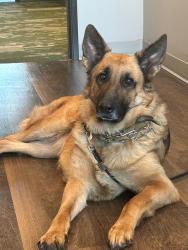 Reunited Female Dog last seen Sunshine Grove Rd, Florida, USA, Hernando County, FL 34613