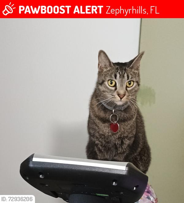Lost Male Cat last seen Hunt Club Ln & Foxwood Blvd, Zephyrhills, FL 33543