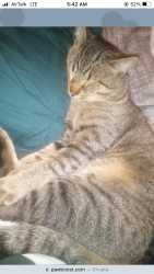 Lost Male Cat last seen Minnehaha and Fairview, Saint Paul, MN 55104