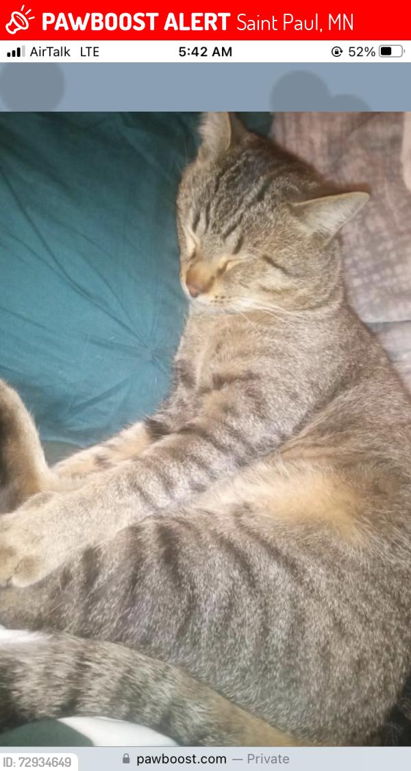Lost Male Cat last seen Minnehaha and Fairview, Saint Paul, MN 55104