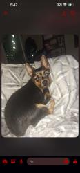 Lost Female Dog last seen S station , Houston, TX 77073