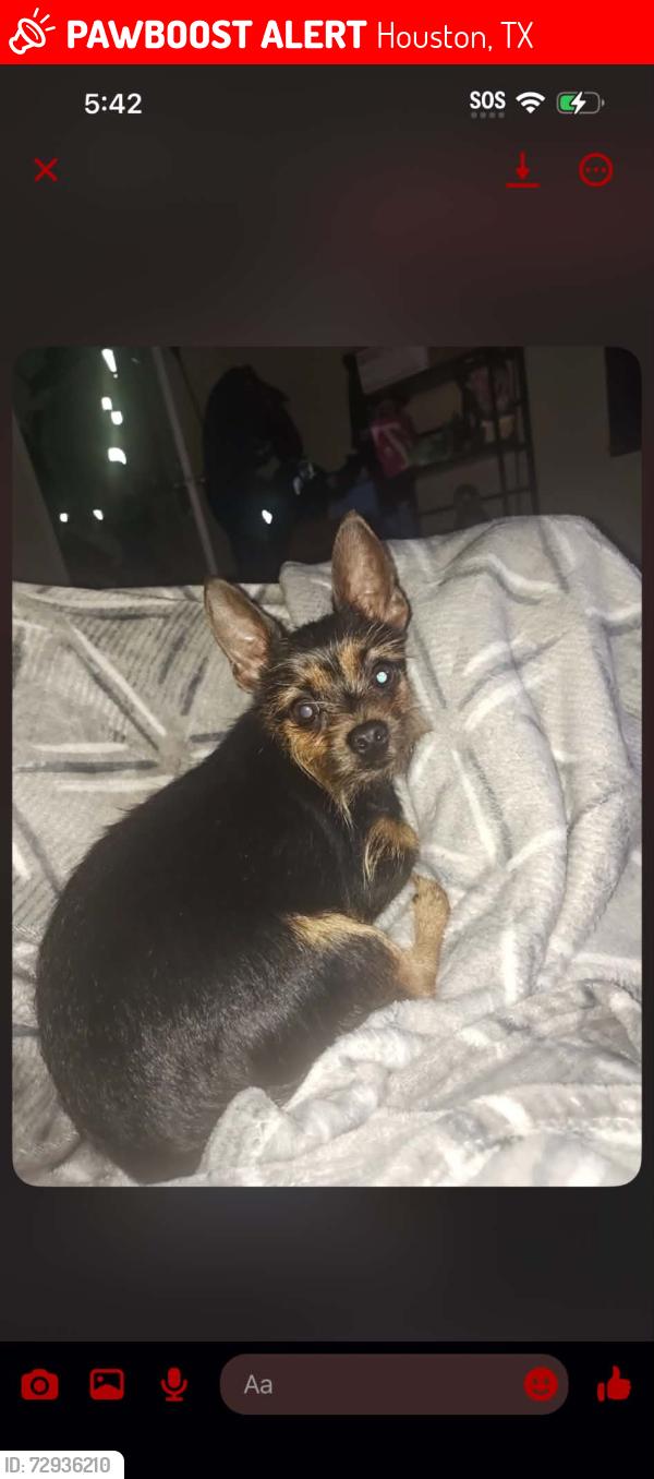 Lost Female Dog last seen S station , Houston, TX 77073