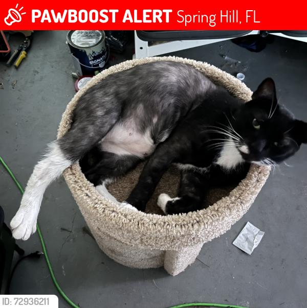 Lost Male Cat last seen Baffin and Hampshire , Spring Hill, FL 34606