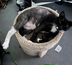 Lost Male Cat last seen Baffin and Hampshire , Spring Hill, FL 34606