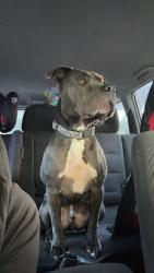 Lost Male Dog last seen Skate park browns plains , Browns Plains, QLD 
