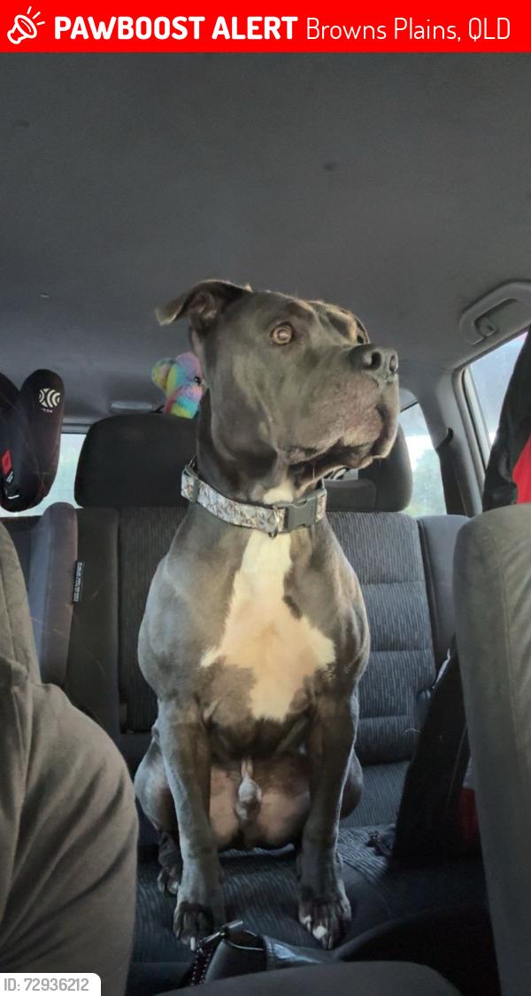 Lost Male Dog last seen Skate park browns plains , Browns Plains, QLD 