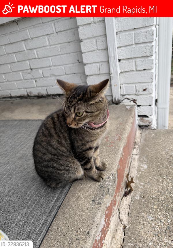 Lost Female Cat last seen Kalamazoo Ave, Grand Rapids, MI 49507