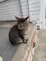 Lost Female Cat last seen Kalamazoo Ave, Grand Rapids, MI 49507