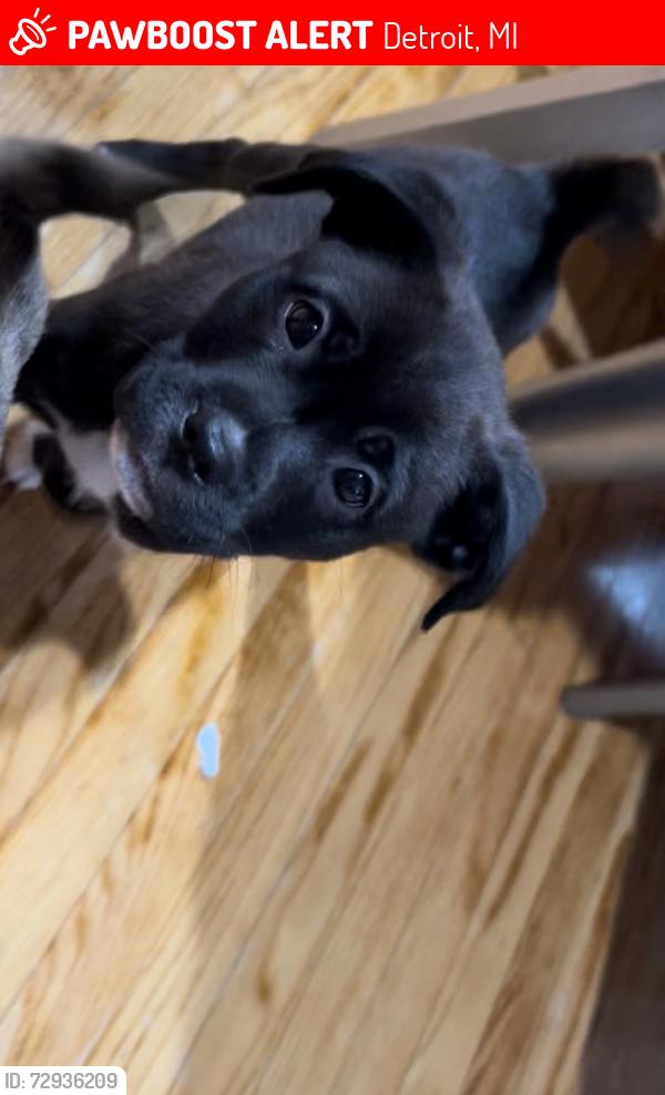 Lost Female Dog last seen Mendota/ grove ave, Detroit, MI 48238