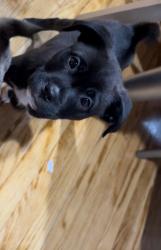 Lost Female Dog last seen Mendota/ grove ave, Detroit, MI 48238