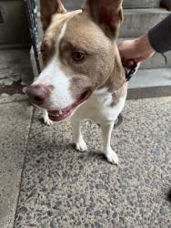 Found/Stray Male Dog last seen Near pine, Philadelphia, PA 19107