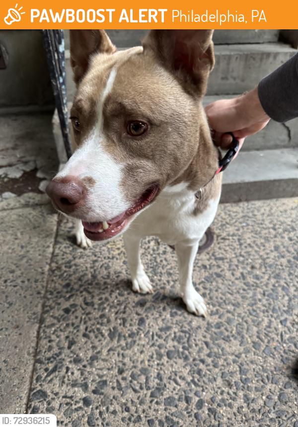 Found/Stray Male Dog last seen Near pine, Philadelphia, PA 19107