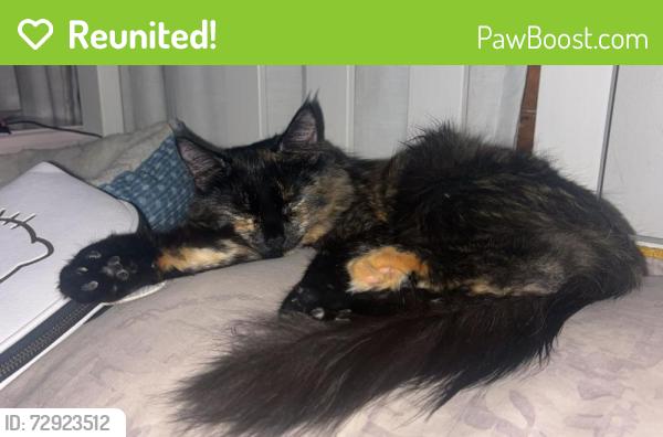 Reunited Female Cat last seen Arbor Pl, McGrady St, and Center St, Glen Cove, NY 11579