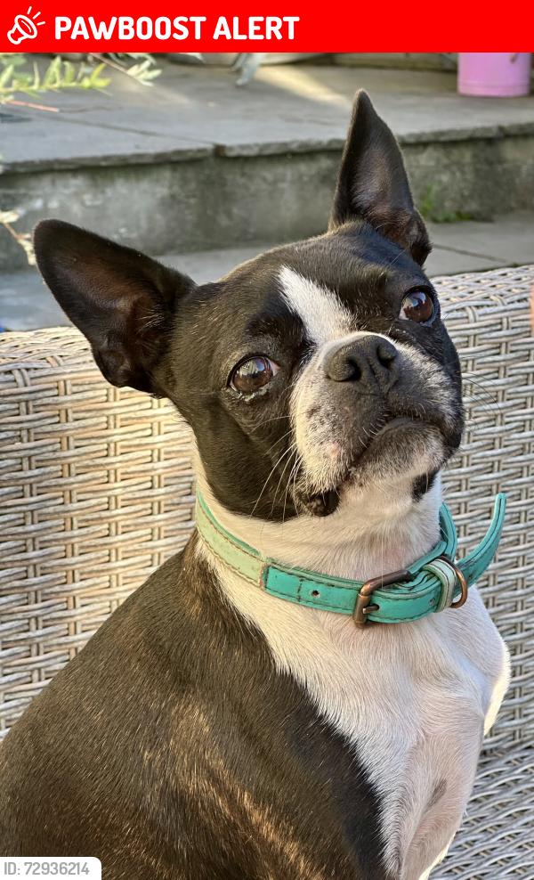 Lost Female Dog last seen Sidcot playing fields, North Somerset, England BS25 1LP