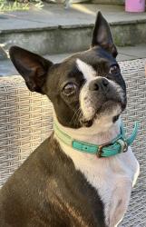 Lost Female Dog last seen Sidcot playing fields, North Somerset, England BS25 1LP