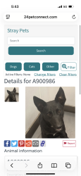 Found/Stray Female Dog last seen 1st and orange grove , Tucson, AZ 85718