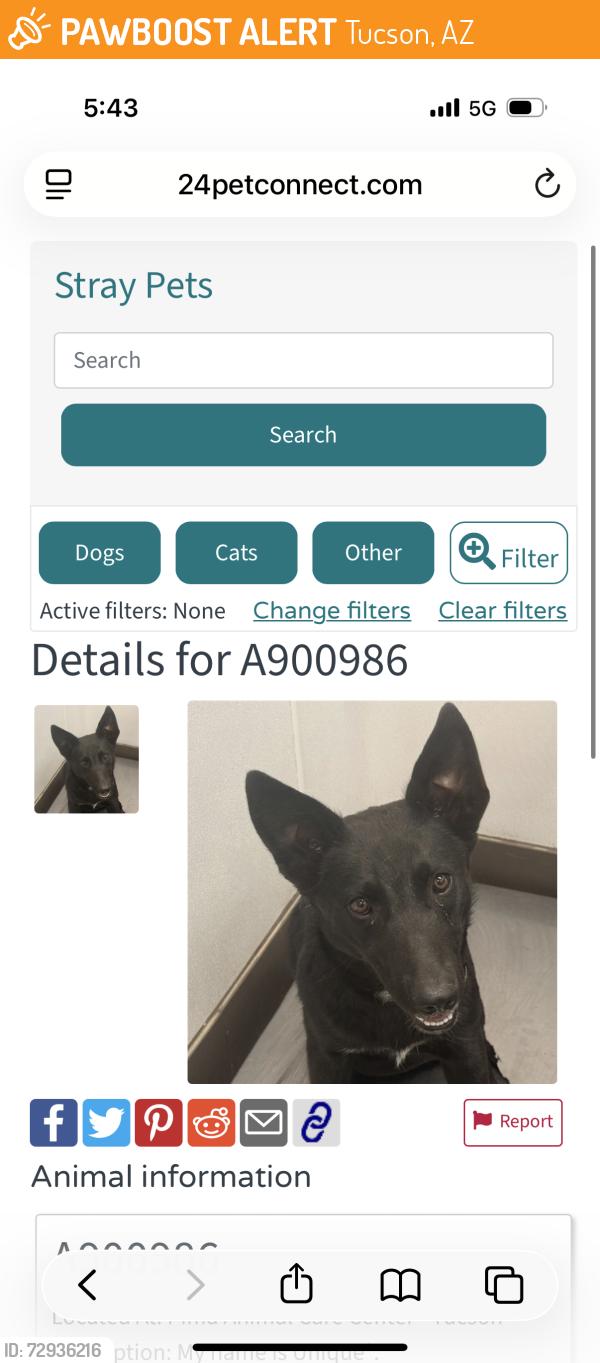 Found/Stray Female Dog last seen 1st and orange grove , Tucson, AZ 85718