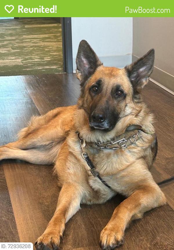 Reunited Female Dog last seen Sunshine Grove Rd, Florida, USA, Hernando County, FL 34613