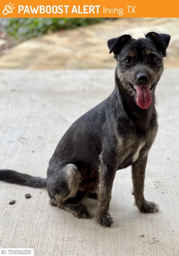 Found/Stray Male Dog last seen Wildwood, Irving, TX 75060