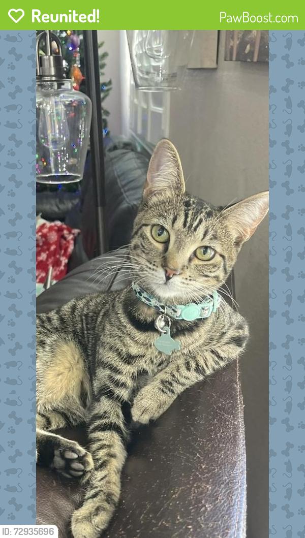 Reunited Male Cat last seen Ritchart ct and primrose Ave , Temecula, CA 92592