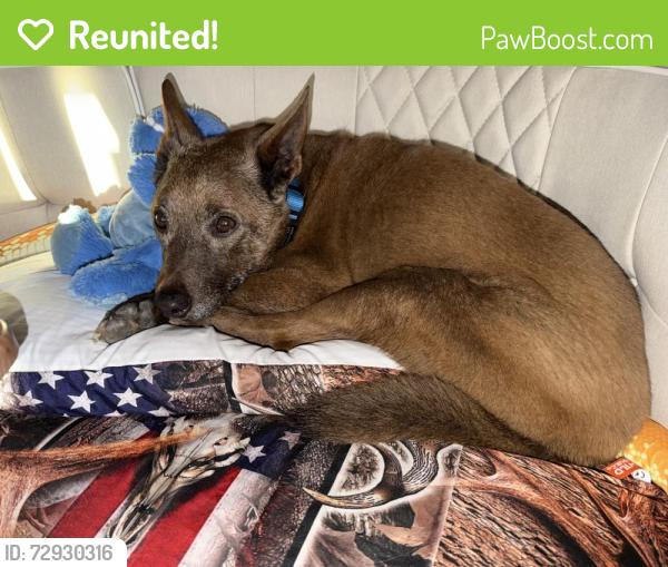 Reunited Male Dog last seen rocking x ranch , Granbury, TX 76048