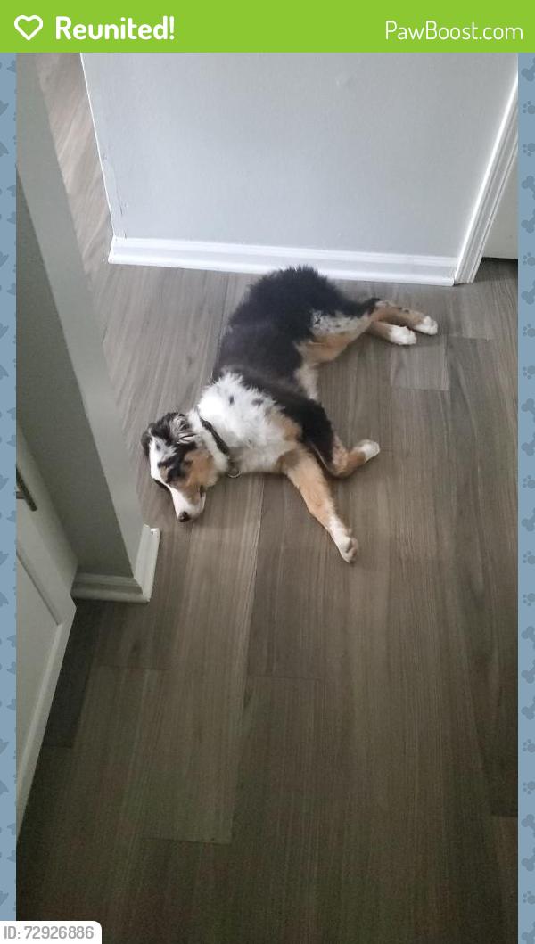 Reunited Male Dog last seen Creve cour lake, Maryland Heights, MO 63074