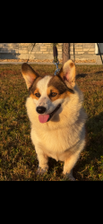 Reunited Male Dog last seen Flemington , Micanopy, FL 32667