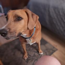 Reunited Male Dog last seen Ft. Caroline/ Caroline Crest dr., Jacksonville, FL 32225