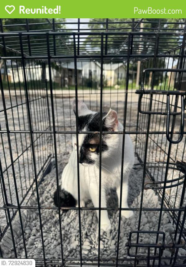 Reunited Female Cat last seen Brisk Brook and kendall prairie , San Antonio, TX 78244